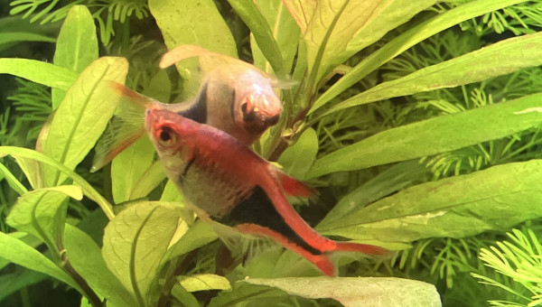 Caliente dans mon bac