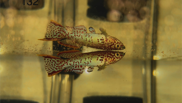 Male Fundulopanchax nigerianus inidere