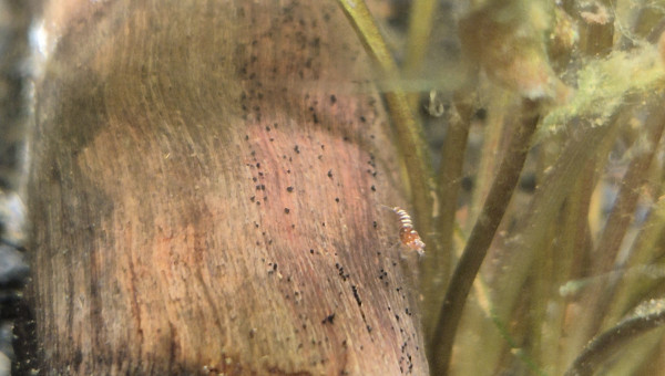 Naissance de Pinto Red