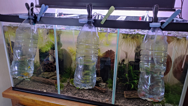 96L commu transformé en  3x30L élevage crevettes