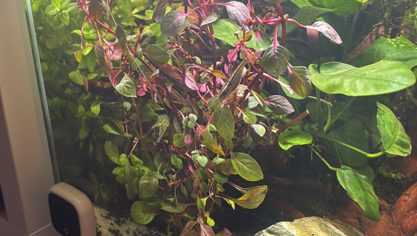 Ajout d’une nouvelle plante pour ajouter un peu de couleurs