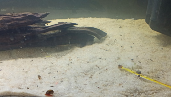 Andinoacaras Pulcher