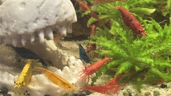 Les neocaridina en plein repas