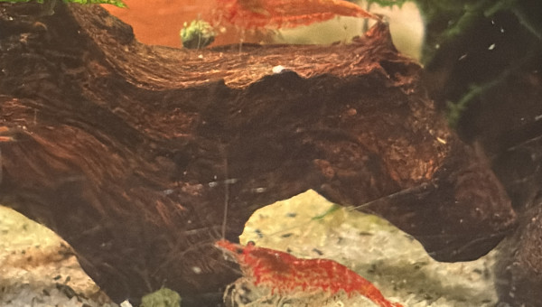 La portée des ado légèrement tigrées