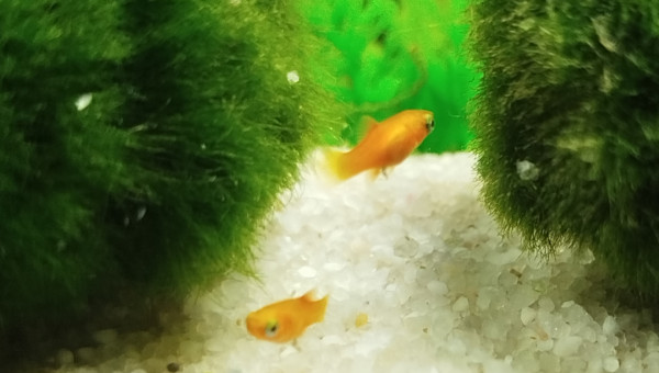 Alevins platy