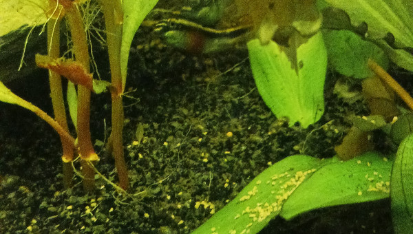 Naissance pelvicachromis pelcher