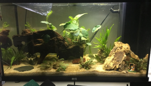 Introduction des néons roses