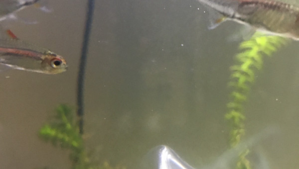 Introduction des néons roses