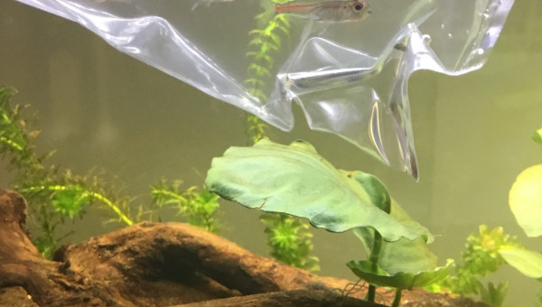 Introduction des néons roses