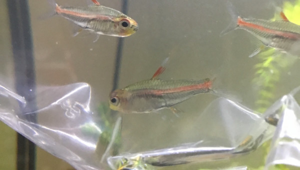 Introduction des néons roses