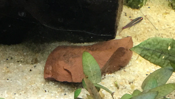 Introduction des néons roses