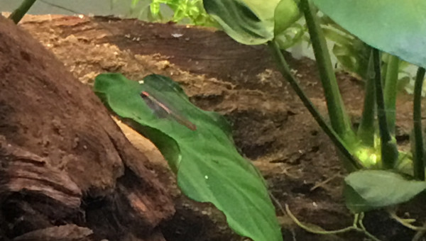 Introduction des néons roses