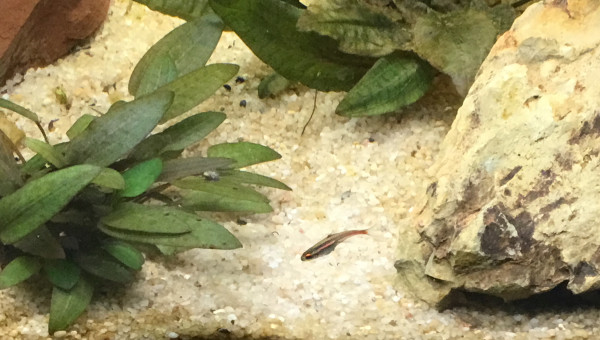 Introduction des néons roses