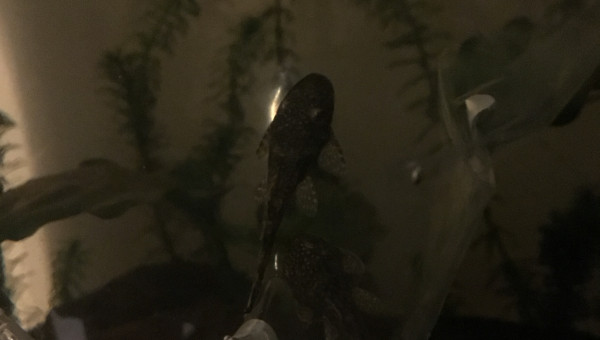 Introduction des ancistrus