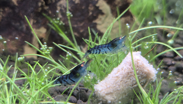 Ajout de 10 Caridina Royal Blue Tiger