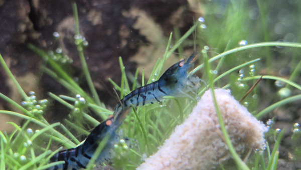 Ajout de 10 Caridina Royal Blue Tiger