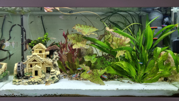 LE CANYON OCCITAN juin 2025