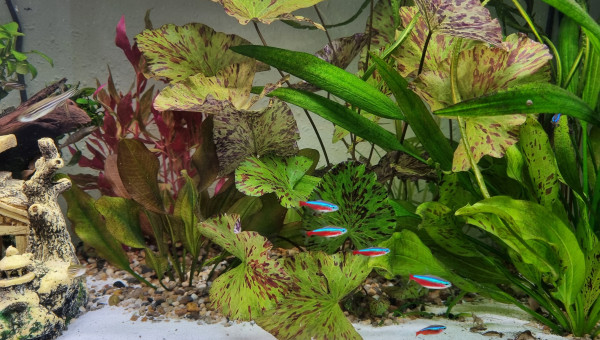 Mes petits cardinalis