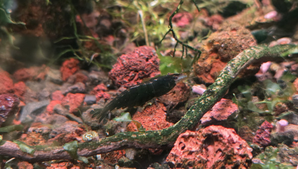 Lithion - the Bucce Valley