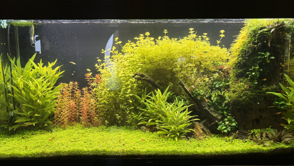 Aquarium 250l
