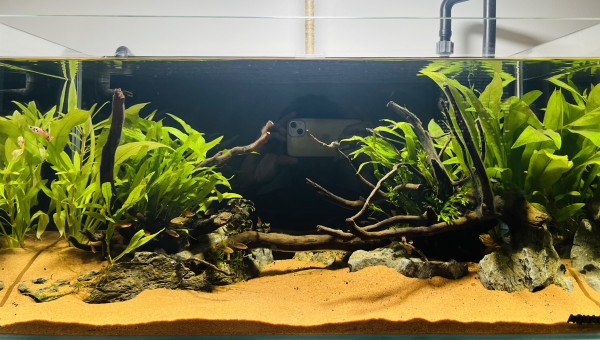 New scape