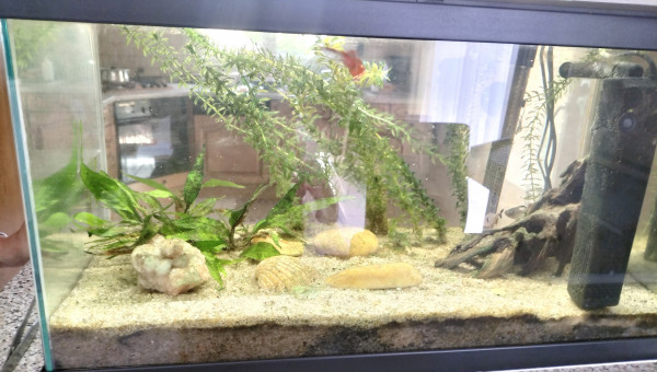Aquarium mi juillet 2025