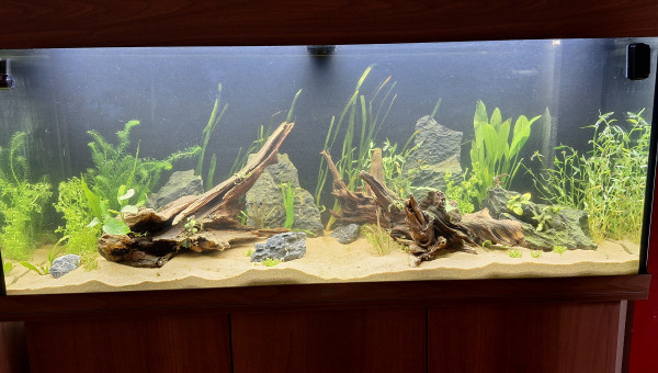 On a dit, on plante !!!