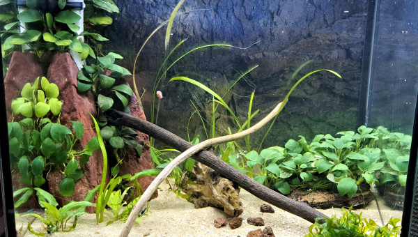 30l Neocaridina blue velvet