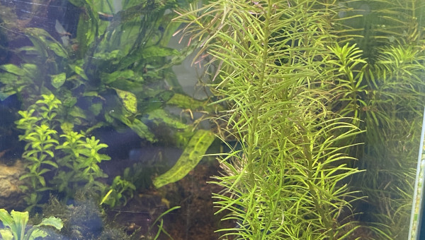 Ajout récent de rotala walichii et d'hémianthus micrathemoides