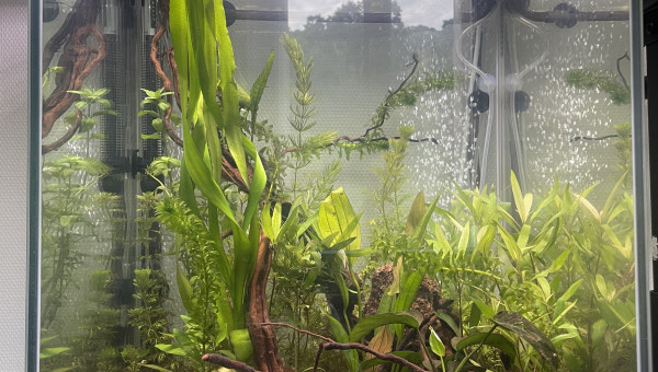 Aqua colonne 50 170 l 150