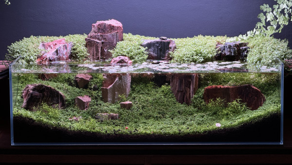 La nature a trouvé son chemin…