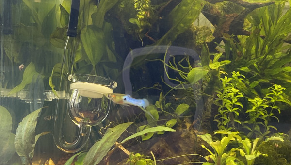 Ajout d’un kit de CO2 artisanal