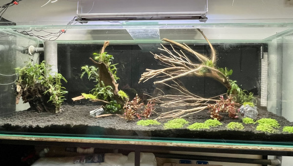 Amazonien en cours de construction