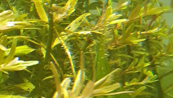 Puisque c'est à la mode