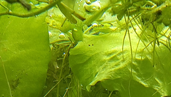 Puisque c'est à la mode