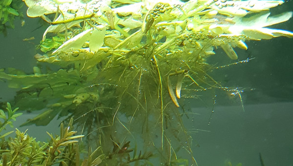 Puisque c'est à la mode