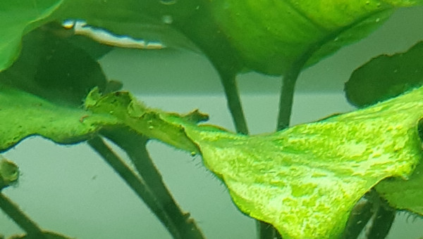 Puisque c'est à la mode