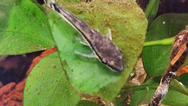 Otocinclus au travail