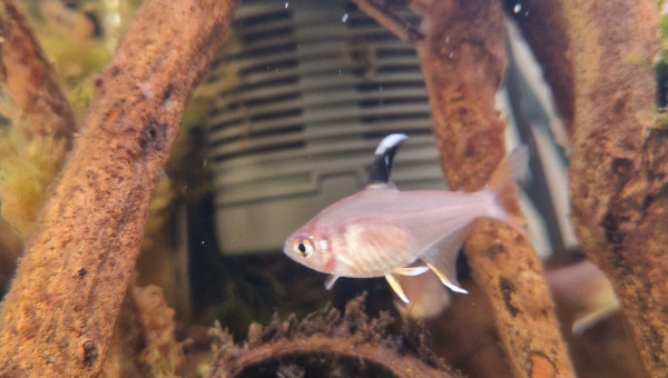 Tetras rosaceus
