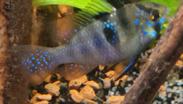 Femelle ramirezi qui surveille sa ponte