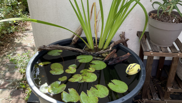 Mini bassin avec tanichthys albonubes