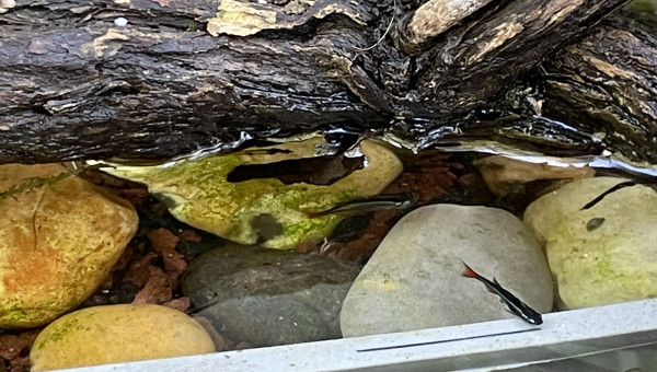 Jeunes Tanichthys albonubes voile