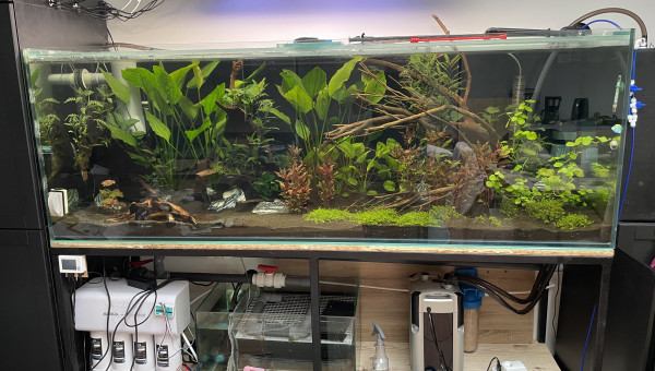 2 semaines après la mise en eau