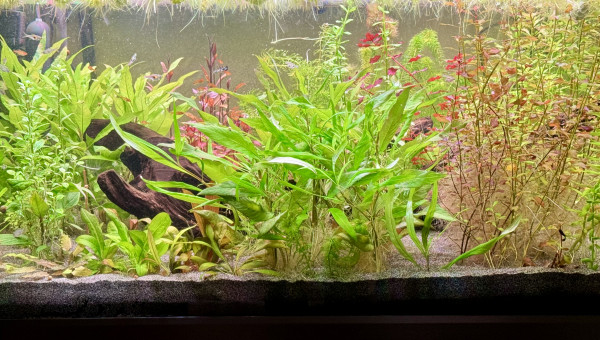 Un peu de jardinage et introduction de poissons