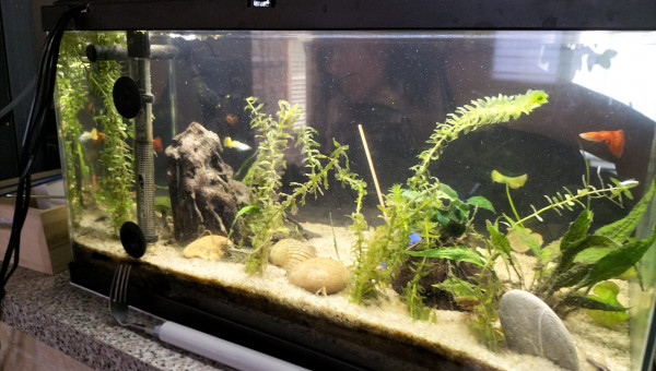 Aquarium mi aout.