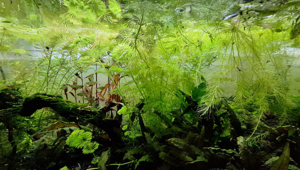 Un jour je mettrai de l'engrais