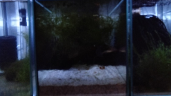 01 Couple  Fundulopanchax gardneri  Nsukka