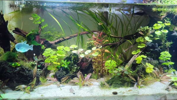 Le requin n'est pas la bête la plus féroce de cet aquarium