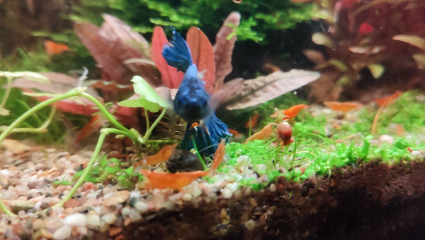 Cohabitation betta et crevette
