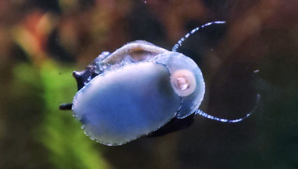 Cohabitation betta et crevette